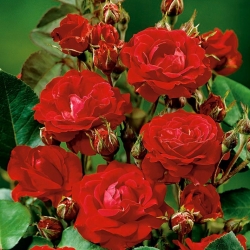 Mawar pelbagai bunga kebun - merah - anak pokok pasu - 