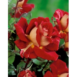 Ruža s velikim cvjetovima kremasto-bijelo-crvena - sadnica u saksiji - 