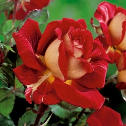 Ruža s velikim cvjetovima kremasto-bijelo-crvena - sadnica u saksiji - 