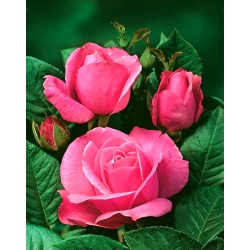 Mawar berbunga besar - merah jambu - anak pokok pasu - 