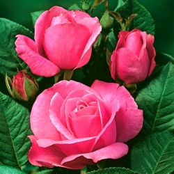 Bibit pot bunga besar - merah muda - pot - 