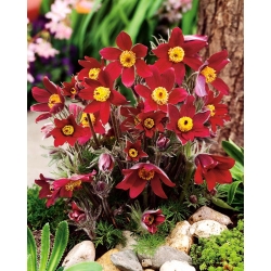 Pasque blomst - røde blomster - frøplante; pasqueflower, vanlig pasque blomst, europeisk pasqueflower