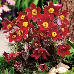 Pasque flower - красные цветы - рассада; pasqueflower, обыкновенный цветок pasque, европейский pasqueflower