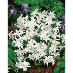 Chionodoxa Luciliae Alba - sláva snehu Luciliae Alba - 10 kvetinové cibule