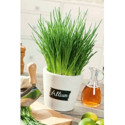Home Garden - Spring onion "Broad Leaf" - for indoor and balcony cultivation - 1700 seeds
