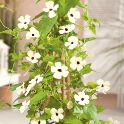 Black-Eyed Susan Vine White-Eyed Susie seeds - Thunbergia alata - 9 seeds