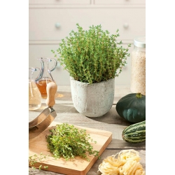 Home Garden - thyme "Sun" - for indoor and balcony cultivation