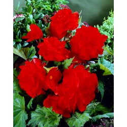 Бегониа Велики цвјетни двоструко црвени - 2 жаруље - Begonia ×tuberhybrida 
