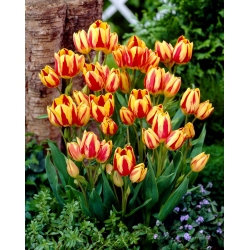 Τουλίπα Χρωμάτων - Βολβός τουλίπας - 5 βολβοί - Tulipa Colour Spectacle