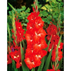 Gladiolus Traderhorn - 5 bulbs