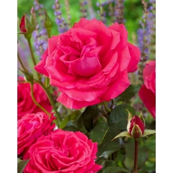 Mawar berbunga besar - merah jambu gelap - anak pokok pasu - 