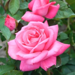 Ружа са великим цвјетовима - свијетло ружичасте саднице у саксији - 