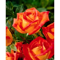 Veľkokvetá ruža - oranžovo-červená - kvetináče v kvetináči - 