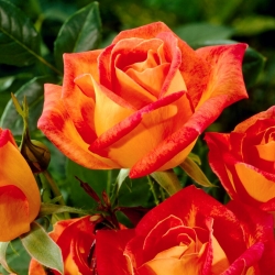 Ружа са великим цвјетовима - наранџасто-црвена - садница у саксији - 