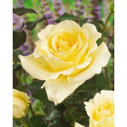 Ruža s velikim cvjetovima - kremasto-bijela sadnica u saksiji - 