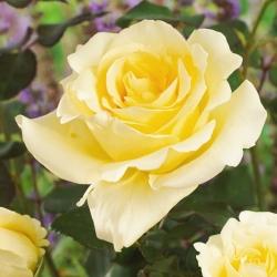 Rosa de flores grandes - blanco cremoso - plántulas en maceta - 