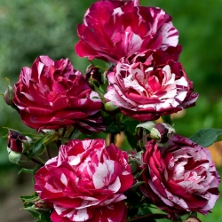 Storblomst / flerblomster rose - hvid crimson-plettet - potteplante - 