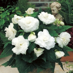 Begonia ×tuberhybrida  - hvit - pakke med 2 stk