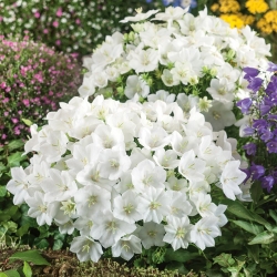 Karpatische klokjesbloem - witte variëteit, Tussock Bellflower, Carpathian Harebell - 3000 zaden - Campanula carpatica