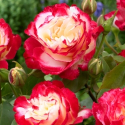 Rosa de flores grandes - rosa-blanco - plántulas en maceta - 
