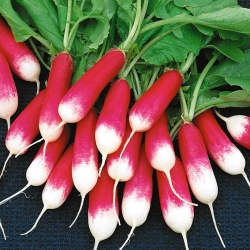 צנון 'Opolanka' - בינוני ארוך, אדום עם קצה לבן - 100 גרם -  Raphanus sativus - זרעים