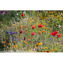 Flowery Meadow -siemenet, joissa on yli 40 luonnonvaraista kukka-lajia - 