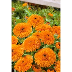 Calêndula - Orange Gem - laranja - 108 sementes - Calendula officinalis