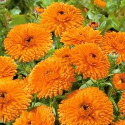 Pot marigold "Orange Gem" - orange; ruddles, common marigold, Scotch marigold - 108 seeds