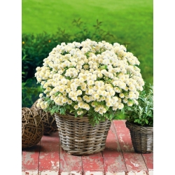 Chrysanthemum parthenium - Partenio - Snowball - semi