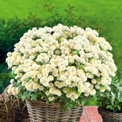 Feverfew "Snowball" - campuran berbagai; tombol bujangan - Chrysanthemum parthenium - biji