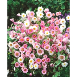 Pink sunray; silver bells, Australian strawflower, timeless rose, Mangles everlasting - 540 seeds