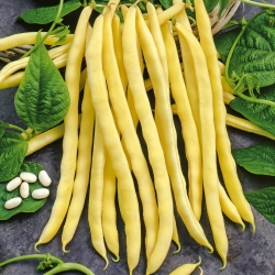 Žltá francúzska fazuľa "Neckargold" - potrebuje stake - 20 semien - Phaseolus vulgaris L. - semená