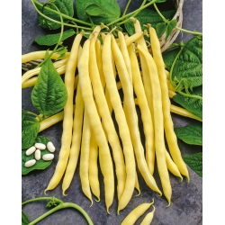 Kacang kuning kuning "Neckargold" - memerlukan staking - 20 biji - Phaseolus vulgaris L. - benih