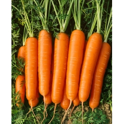 Morcov "Nantaise 2" - mediu timpuriu - 3825 de semințe - Daucus carota