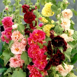 Hollyhock "Chatters" - variety mix - 90 seeds
