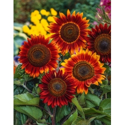 Okrasné slnečnice "Večerné slnko" - červenohnedá - 50 semien - Helianthus annuus - semená