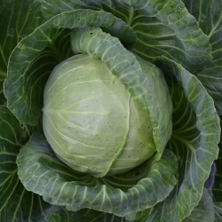 White head cabbage "Polar"