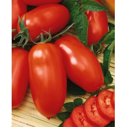 Tomato "Keuntungan" - Lycopersicon esculentum Mill  - benih