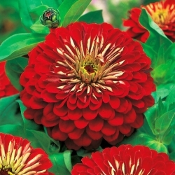 डहलिया-फूलदार झिननिया "जोविटा" - लाल - 