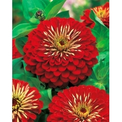 Dahlia-flowered zinnia "Jowita" - red