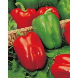 Pepper "Yolo Wonder" - sweet, red variety - 72 seeds