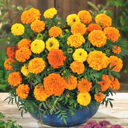 Large-flowered Mexican marigold "Mona" - variety mix; Aztec marigold