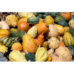 Sretan vrt - Fancy Wonder Pumpkin - Sjeme koje djeca mogu rasti! - 18 sjemenki - Cucurbita pepo - sjemenke