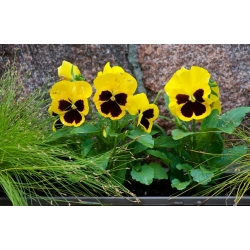 Swiss garden pansy - yellow with a dot