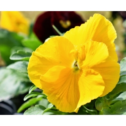 Pansă de grădină elvețiană - galbenă - Viola x wittrockiana Schweizer Riesen - semințe