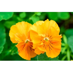 Darželinė našlaitė - Schweizer Riesen - oranžinis - Viola x wittrockiana Schweizer Riesen - sėklos