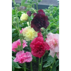 Annual common hollyhock "Majorette" - variety mix