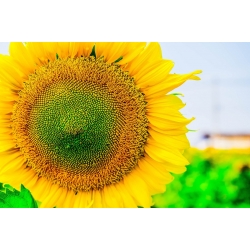 Карликовий декоративний соняшник - зелений хоббіт - для вирощування в горщиках -  - насіння