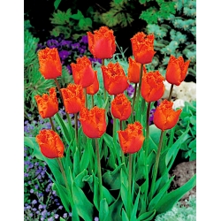 Tulipa Noranda - pacote de 5 peças