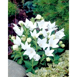 Platycodon, flor de balão - Branco; Campânula chinesa - 